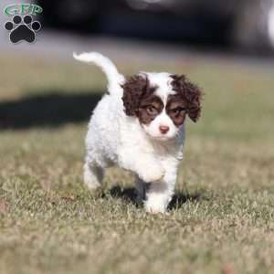 Snickerdoodle, Cavapoo Puppy